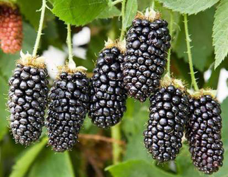  Blackberry Extract