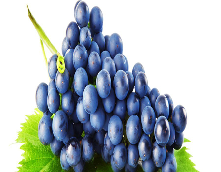  Blue Grapes Extract