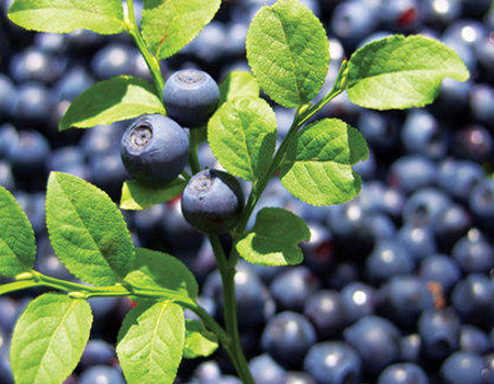  Blueberry Extract