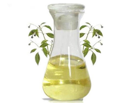  Camphor Oil