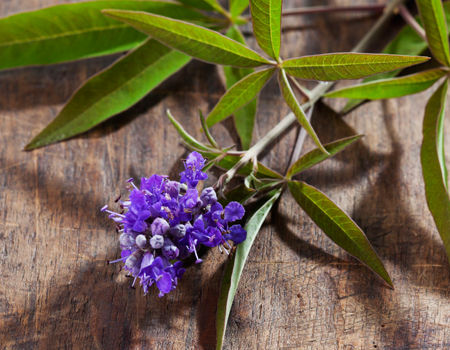  Chasteberry Extract