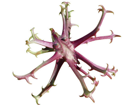  Devil’s Claw Extract