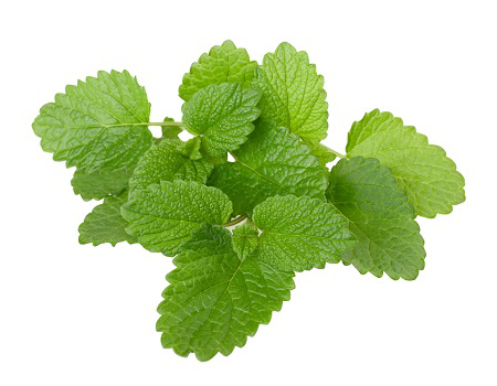  Lemon Balm Extract