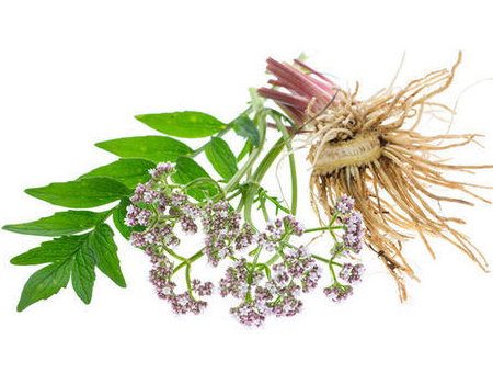  Valerian Extract